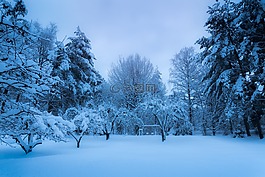 冬季,雪,弗羅斯特