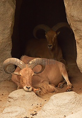 山羊,動(dòng)物園,休息