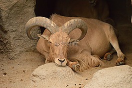山羊,動物園,休息