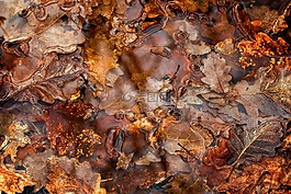 葉,水坑,秋天