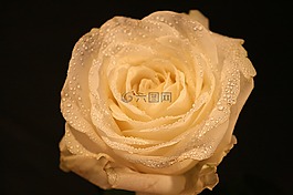 玫瑰,花,花瓣