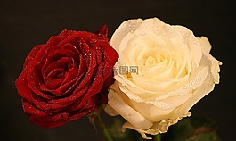 玫瑰,花,花瓣