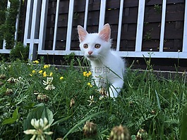 貓,白,動物
