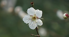 白,梅花,花