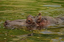 河馬,水,動物園