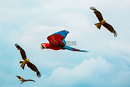 鳥,鳥嘴,羽毛