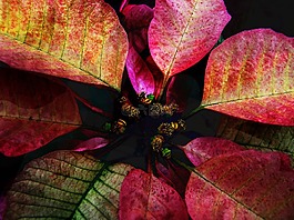 自然,花,光