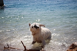 金毛尋回犬,狗,搖