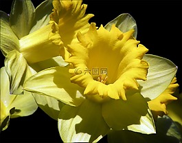 喇叭花,花,花園