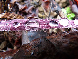 葉,草,滴