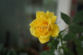 黃色,茉莉花,植物