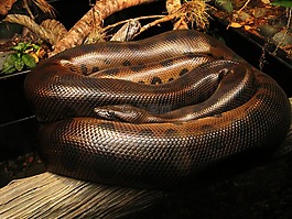 蛇,動(dòng)物,爬行動(dòng)物