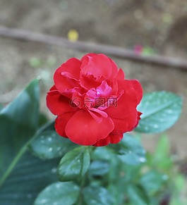 花,自然,花的