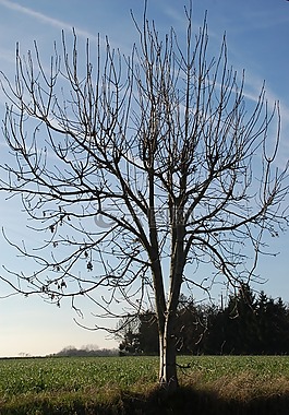 樹,性質(zhì),冬天