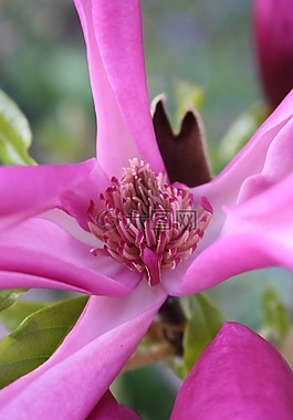 花,粉紅色,開(kāi)花