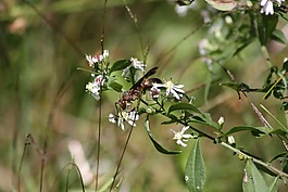 黃蜂,潔白的花朵,bug 的生活