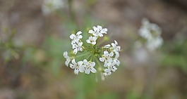 白色,花,野花