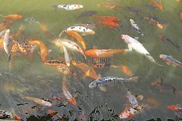 金魚,魚,水