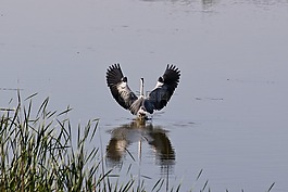 動物,河,水邊