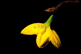 花,黃色,喇叭水仙