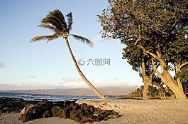 海灘,棕櫚樹(shù),海洋