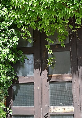 門(mén),雜草叢生,常春藤