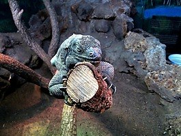 伊瓜納,動物,動物園