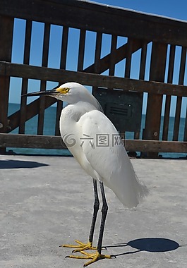 鸟,海滩,自然
