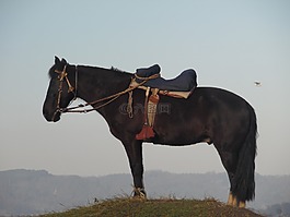 馬,山,字段