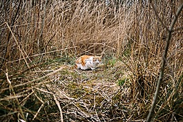 貓,動物,小貓