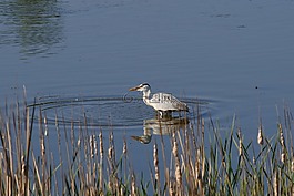 動物,河,水邊
