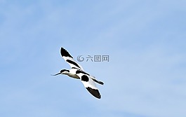 avocets,沼泽,鸟