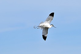 avocets,沼泽,鸟