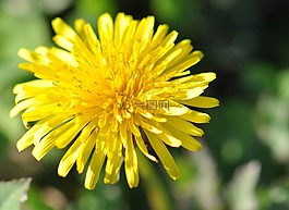 蒲公英,草藥,花