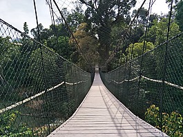自然,橋,熱帶