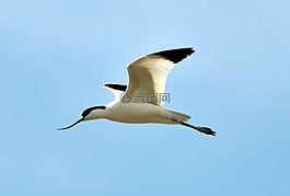 avocets,沼泽,鸟
