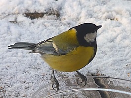 山雀,冬天,鳥