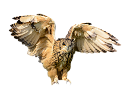 動物,鳥,貓頭鷹