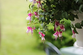 鲜花,夏天,花盆