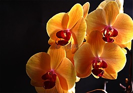 蘭花,鮮花,廠(chǎng)
