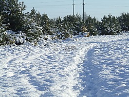 雪,白雪覆蓋的樹木,森林