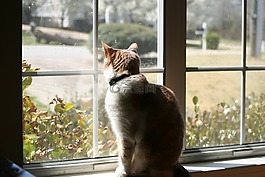 猫,阴影,光