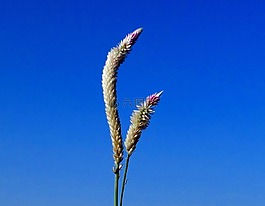 杂草,草,野生