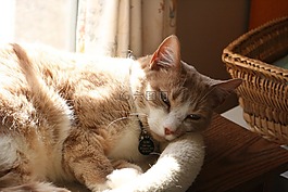 猫,光,阴影