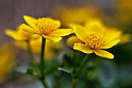 花,春,你的金盏花