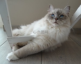 貓咪,遠程訪問,布娃娃
