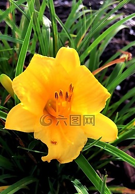 黃色,花,植物學(xué)