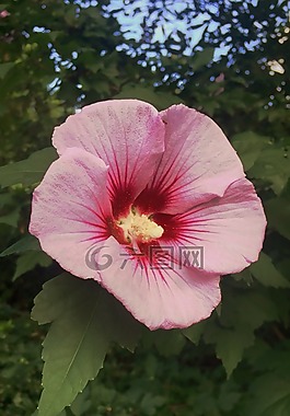 透視,中心,花
