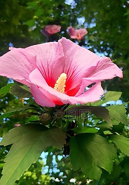 人類發(fā)展報告,粉紅色,花