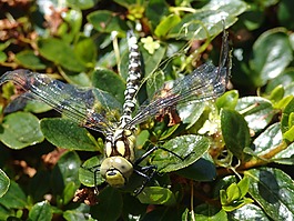 蜻蜓,動物,性質(zhì)